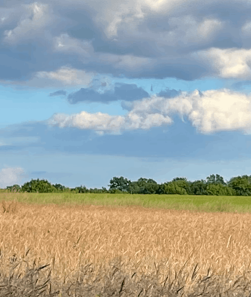 Ceres Landscapes